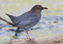 Cinclus mexicanus